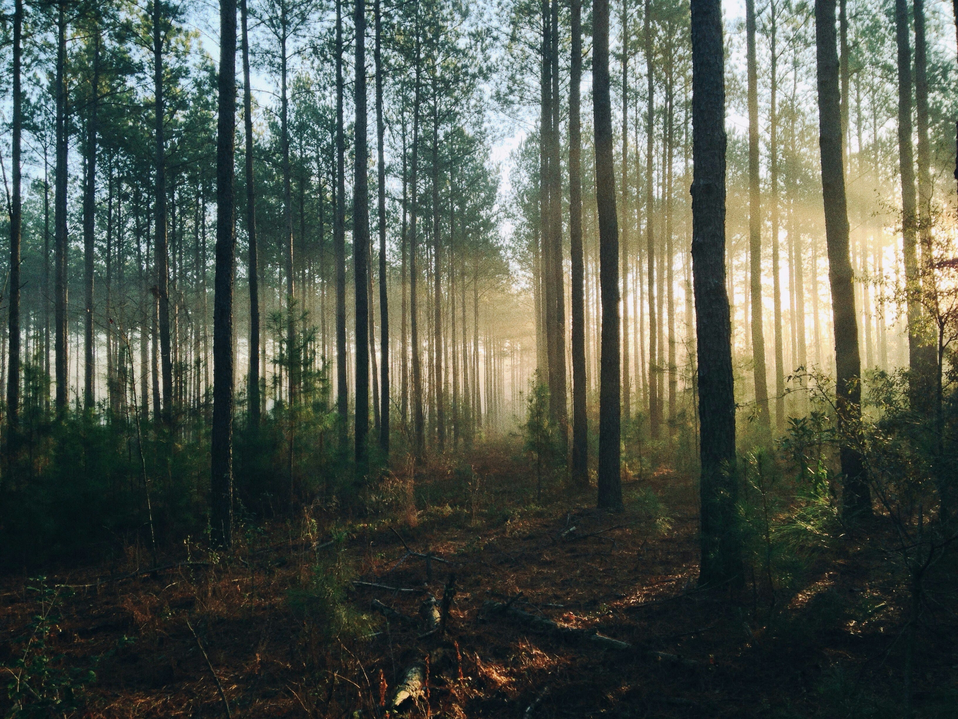 FSC® Certification
